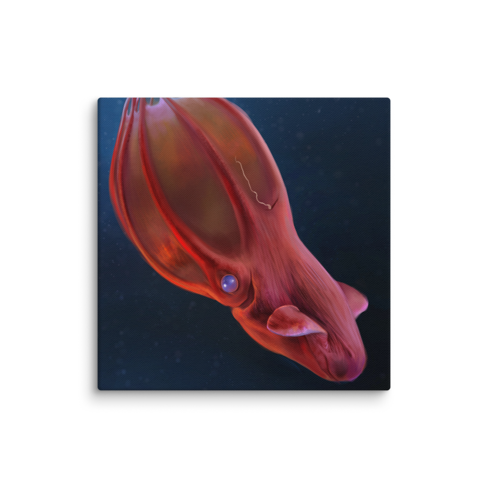 Vampyroteuthis infernalis canvas