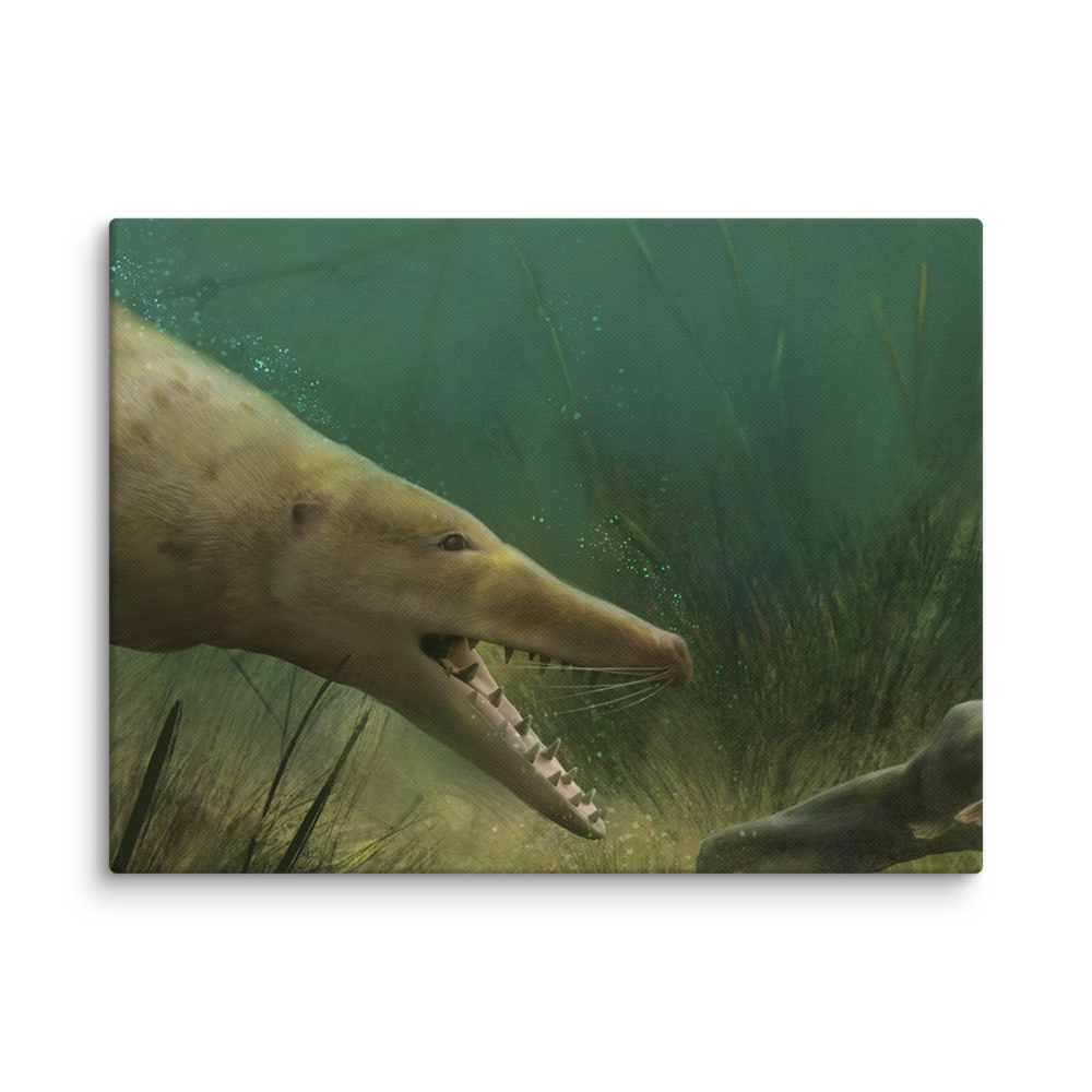 Ambulocetus natans — Canvas 12×16