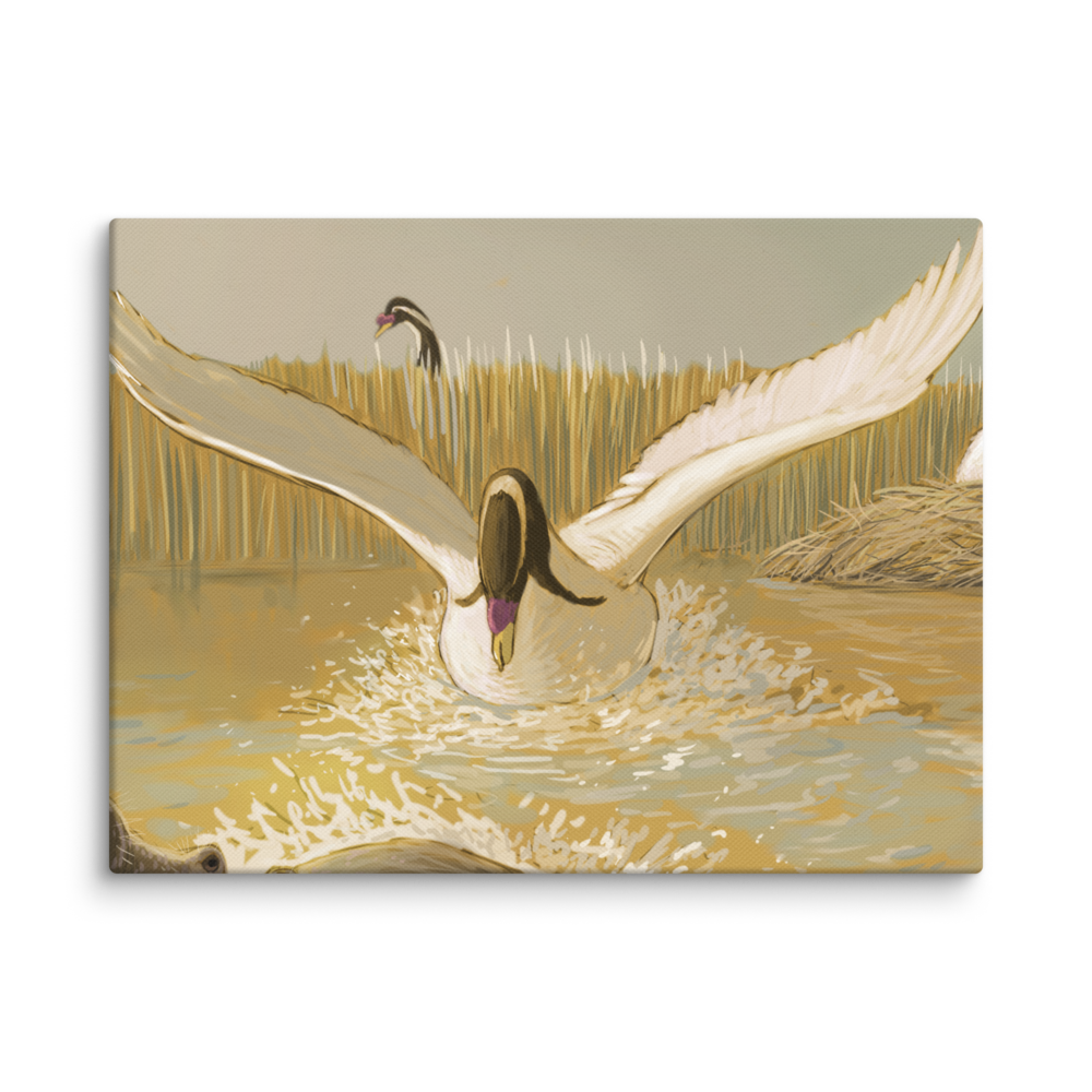 Cygnus falconeri — Canvas 12×16
