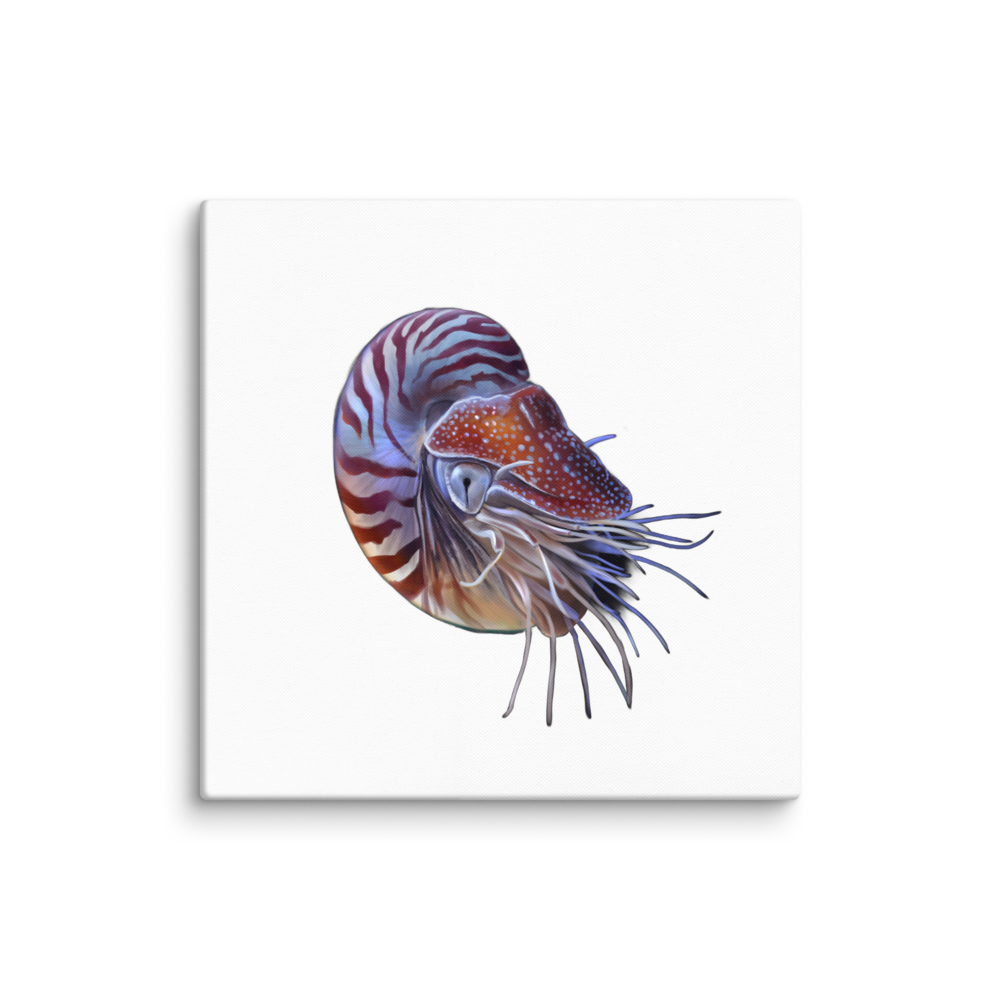 Nautilus pompilius — Canvas 18×18