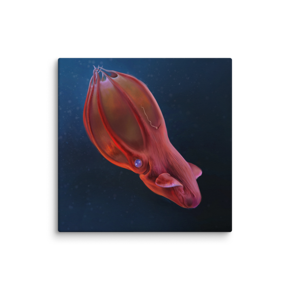 Vampyroteuthis infernalis — Canvas 18×18