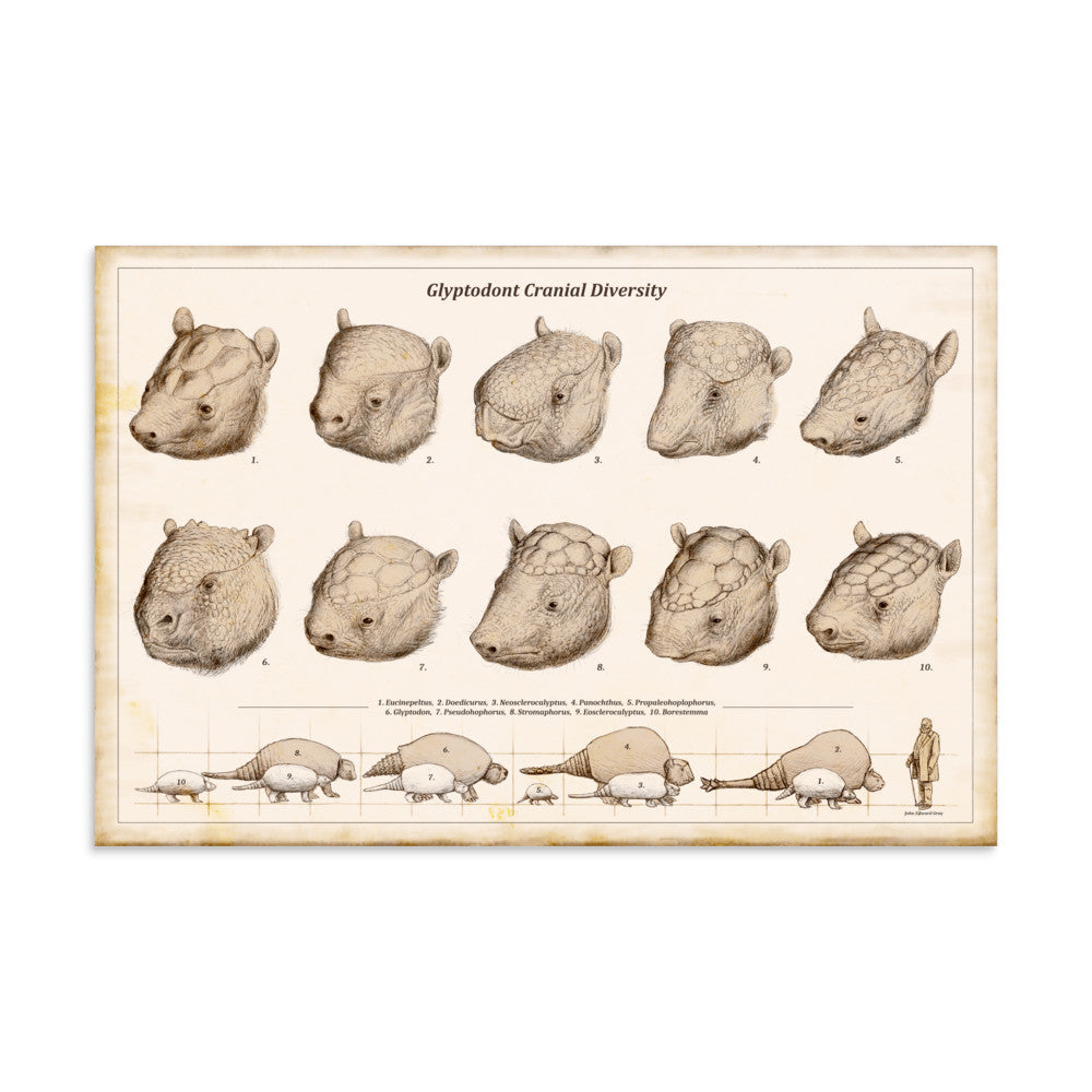 Glyptodont Cranial Diversity mockup