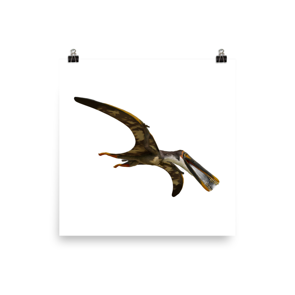 Boreopterus giganticus — Poster 12×12