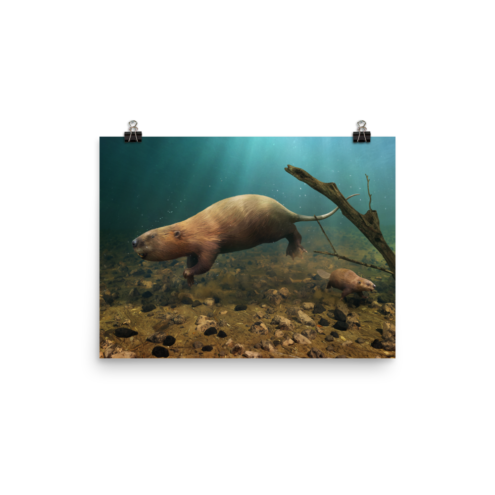 Castoroides — Poster 12×16