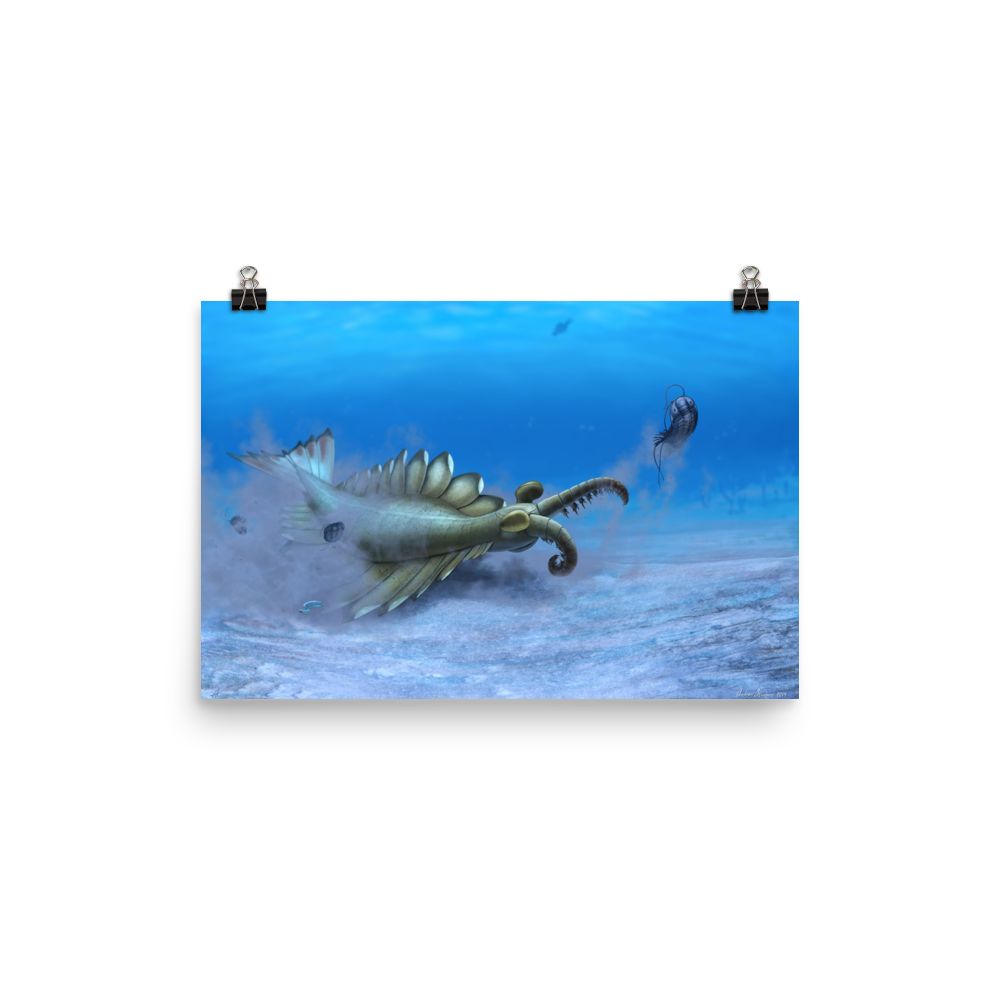 Anomalocaris sp. poster