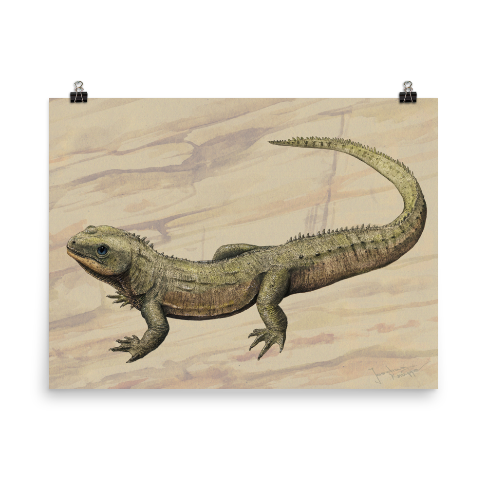 Oenosaurus muehlheimensis — Poster 18×24