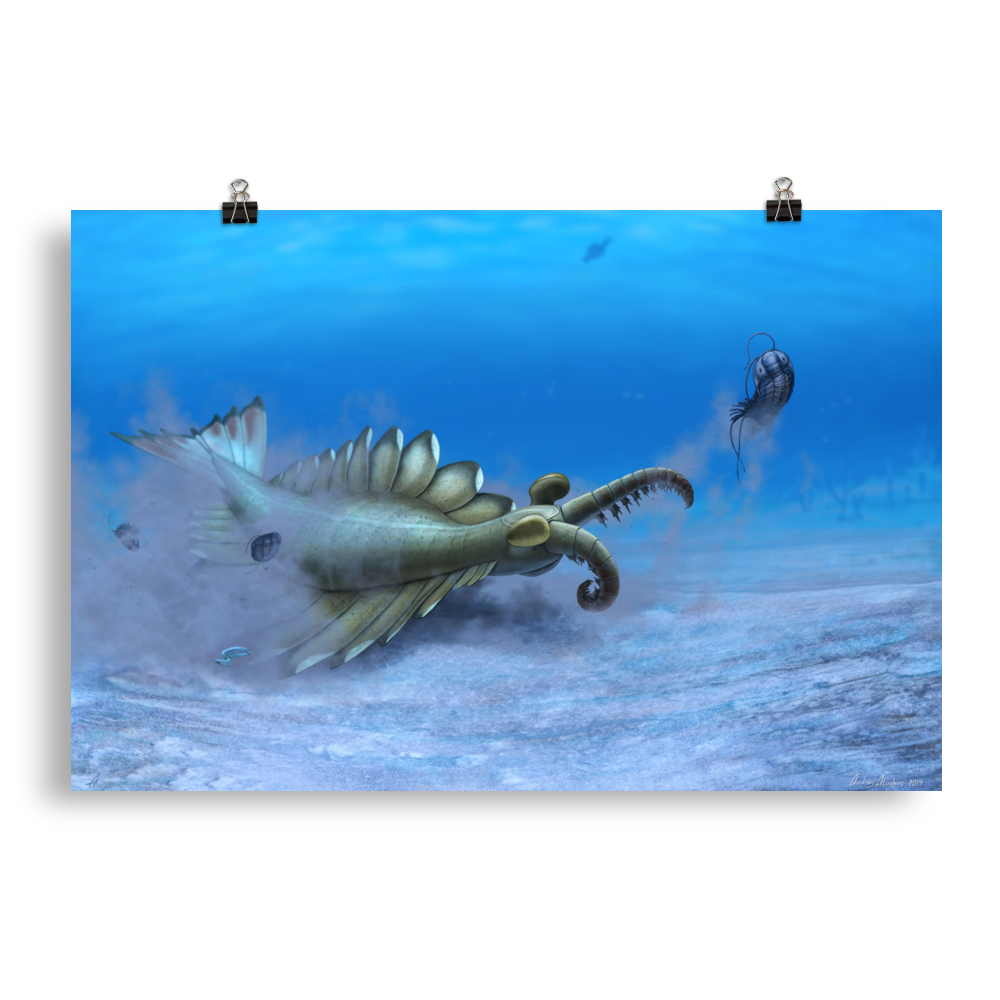 Anomalocaris sp. — Poster 20×30
