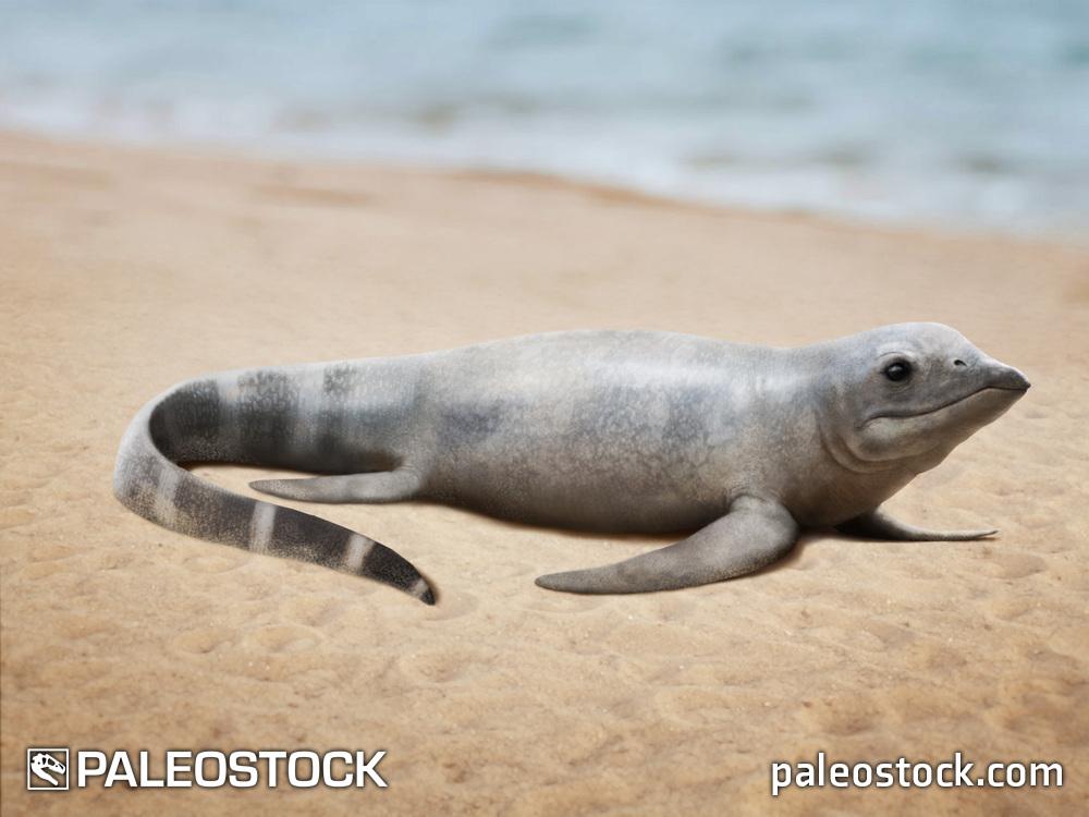 Cartorhynchus lenticarpus stock image