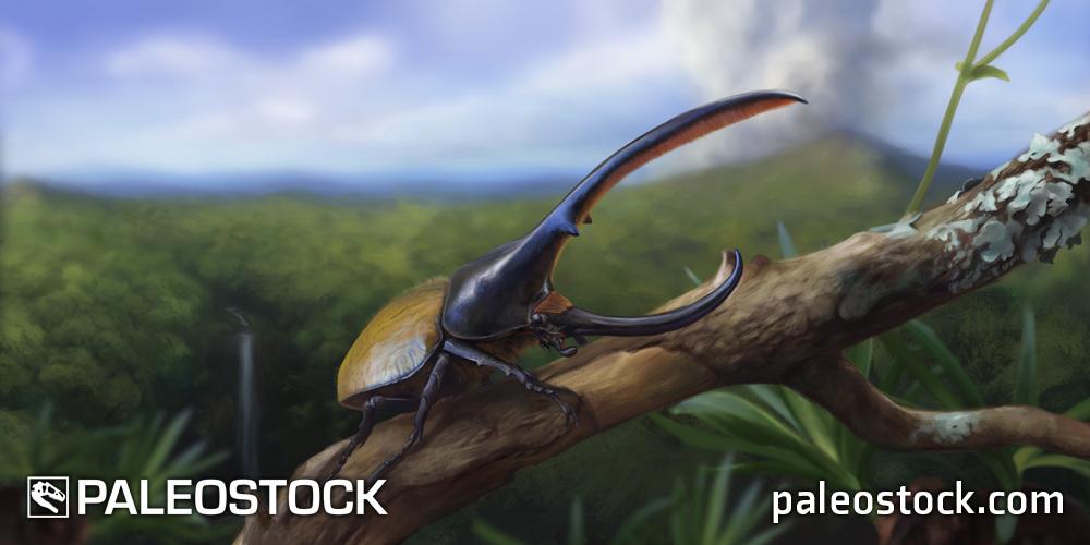 Dynastes hercules stock image