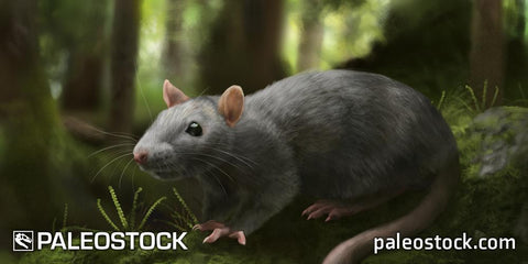 Giant ancient rat stock image