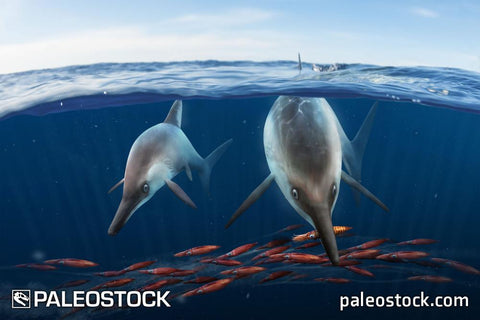 Ichthyosaurus somersetensis stock image