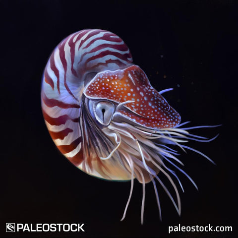 Nautilus pompilius stock image