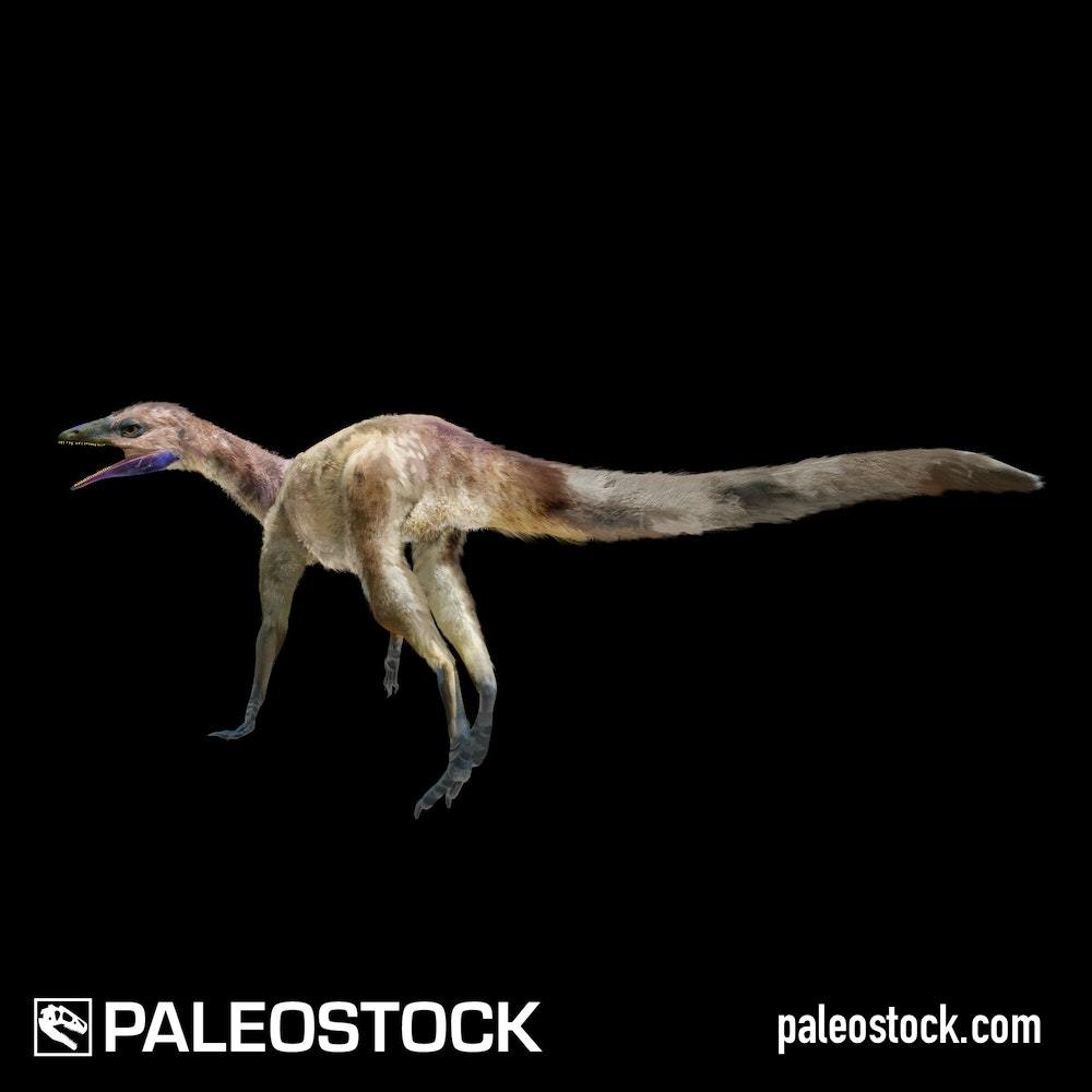 Dromomeron gigas stock image Studio 252MYA