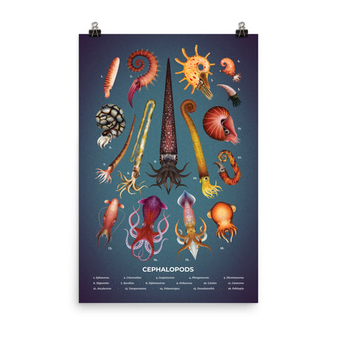 Cephalopods poster