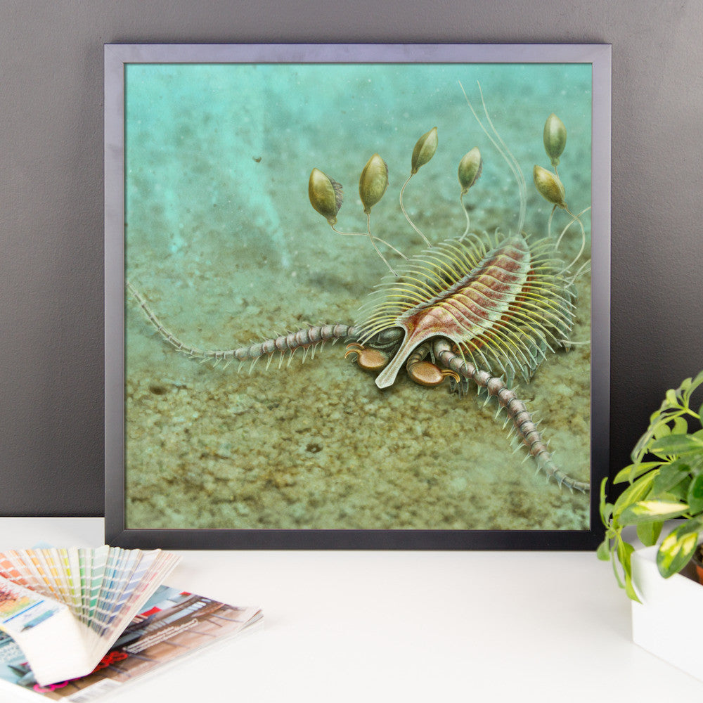 Aquilonifer framed print