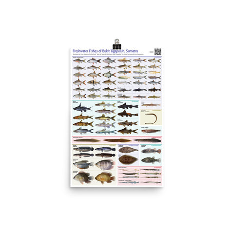 Freshwater Fishes of Bukit Tigapuluh poster