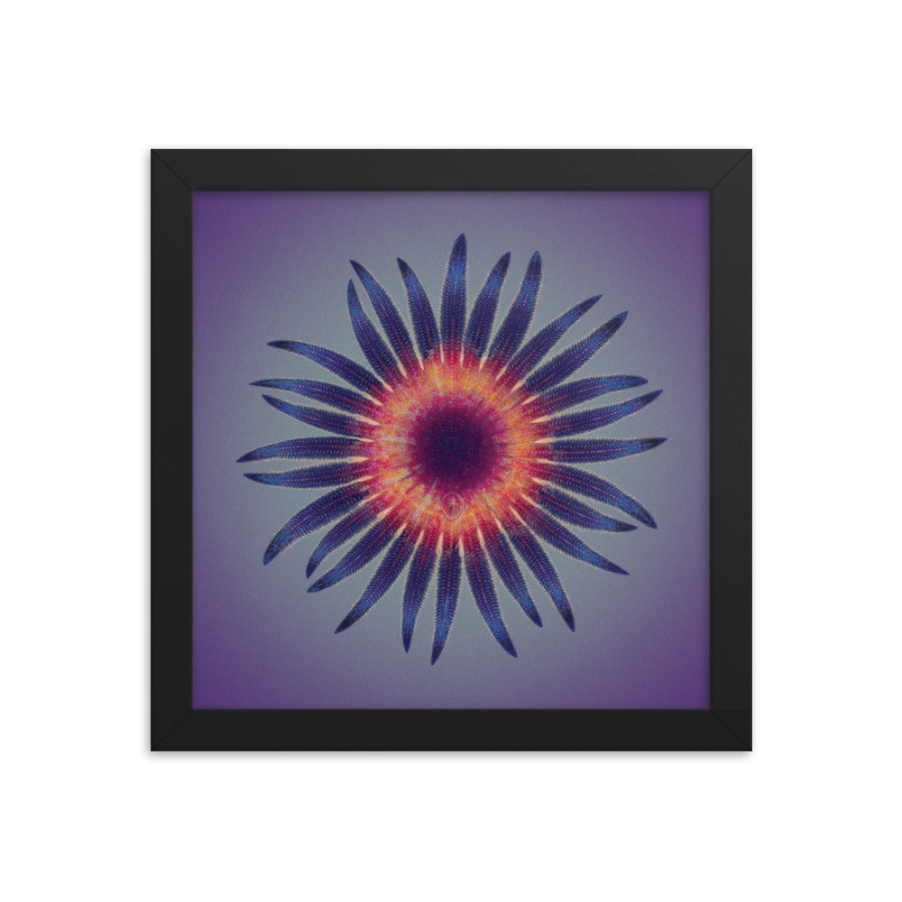 Arkonaster framed print