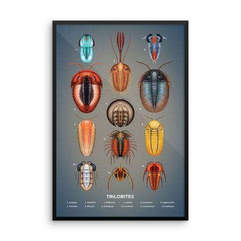 Trilobites framed print