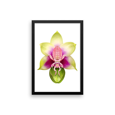Orchid mantis framed print