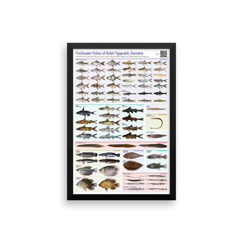 Freshwater Fishes of Bukit Tigapuluh framed print