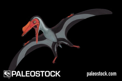 Painten pro-pterodactyloid stock image