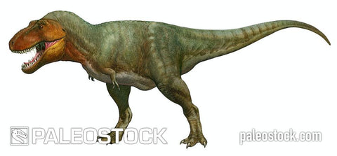 Tyrannosaurus rex stock image