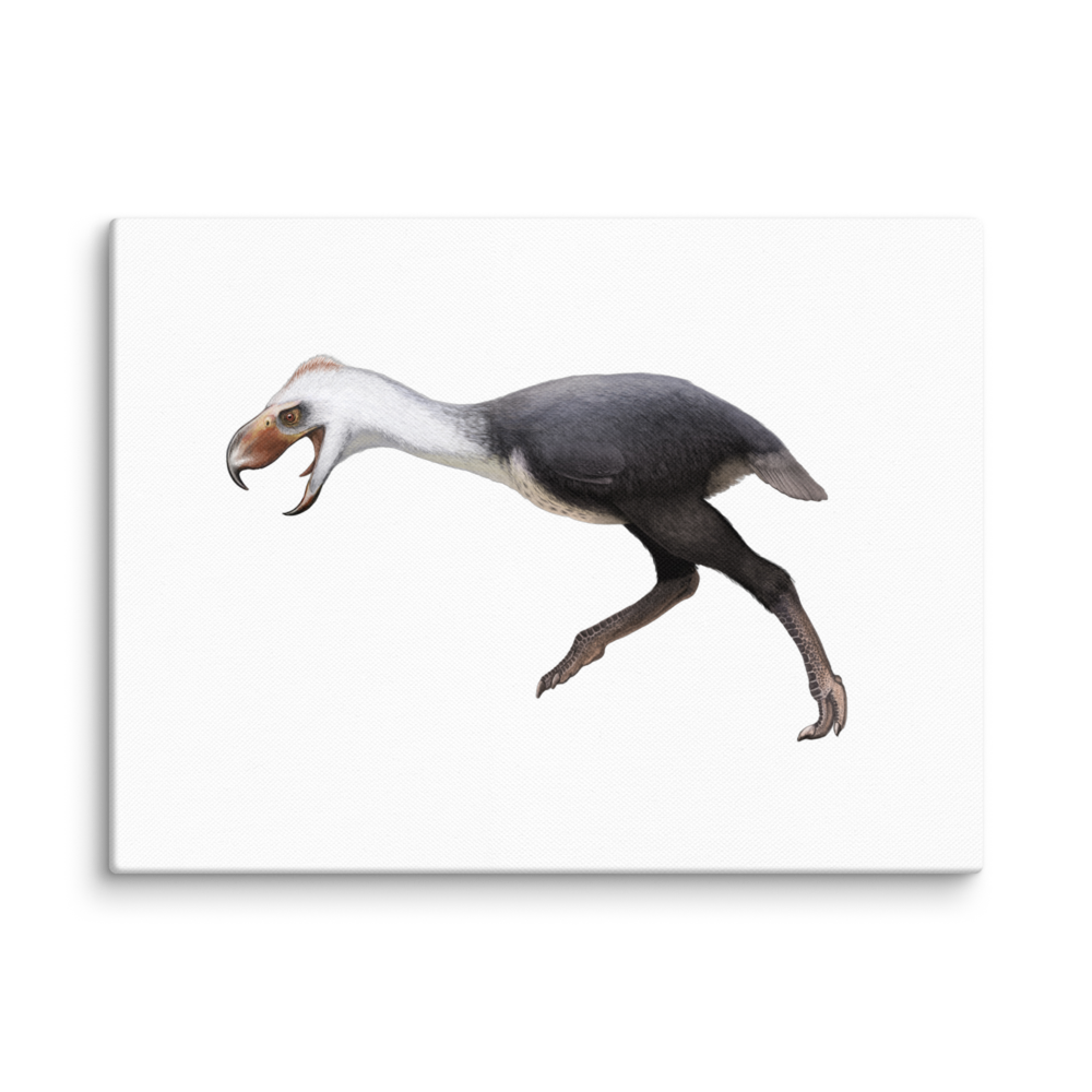 Phorusrhacos Longissimus — Canvas 12×16