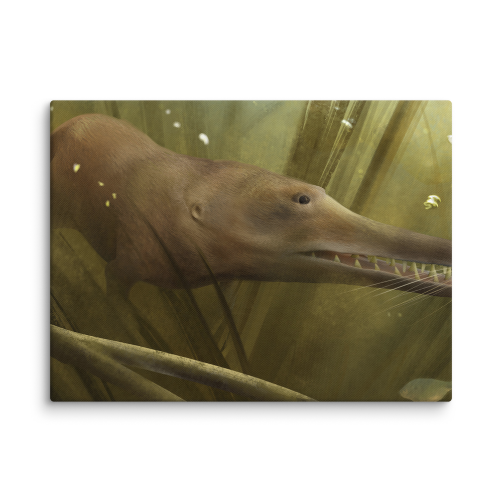 Kutchicetus minimus canvas
