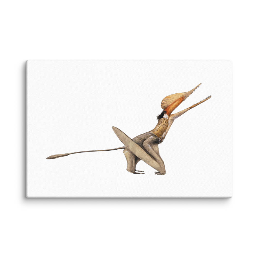 Cuspicephalus scarfi — Canvas 12×18