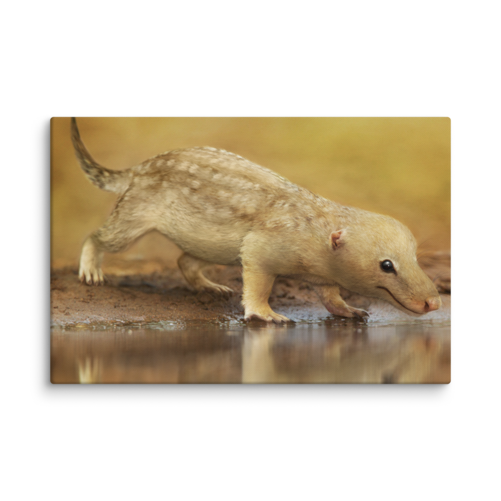 Bonacynodon schultzi — Canvas 16×24