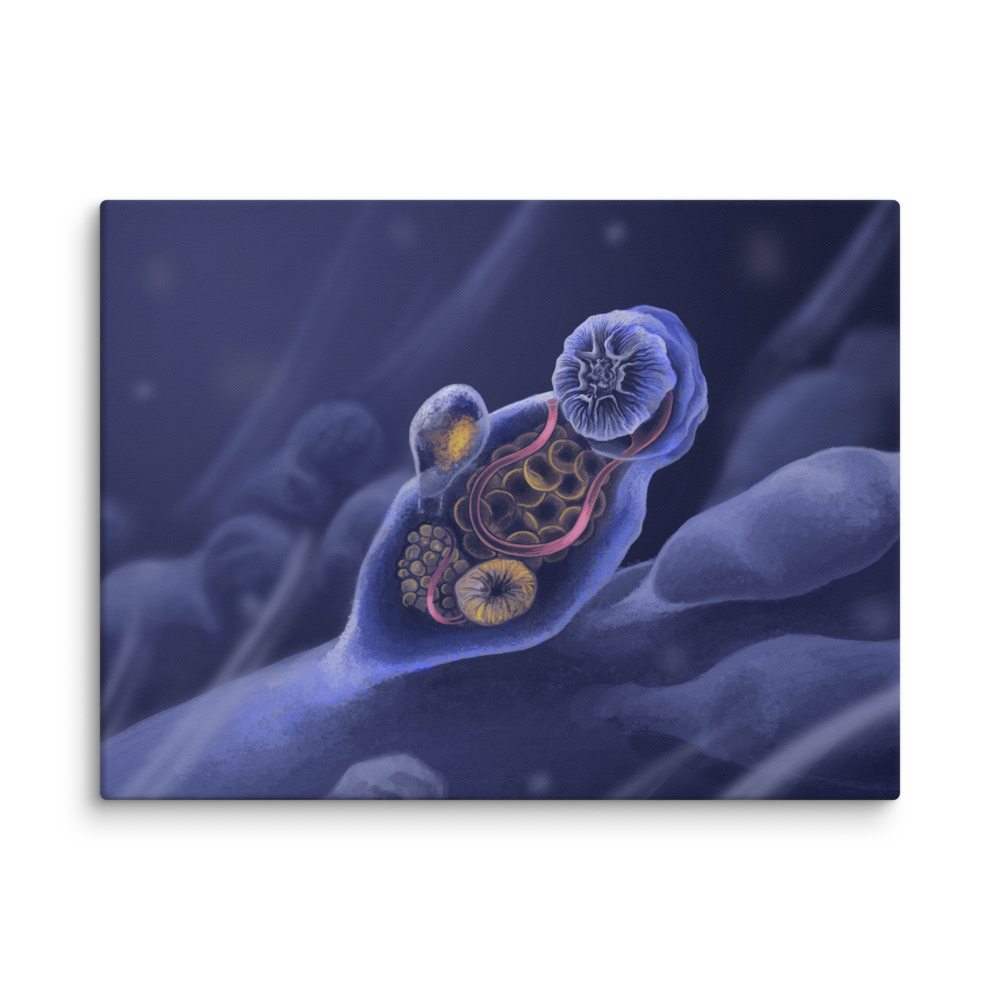 Symbion sp. — Canvas 24×32