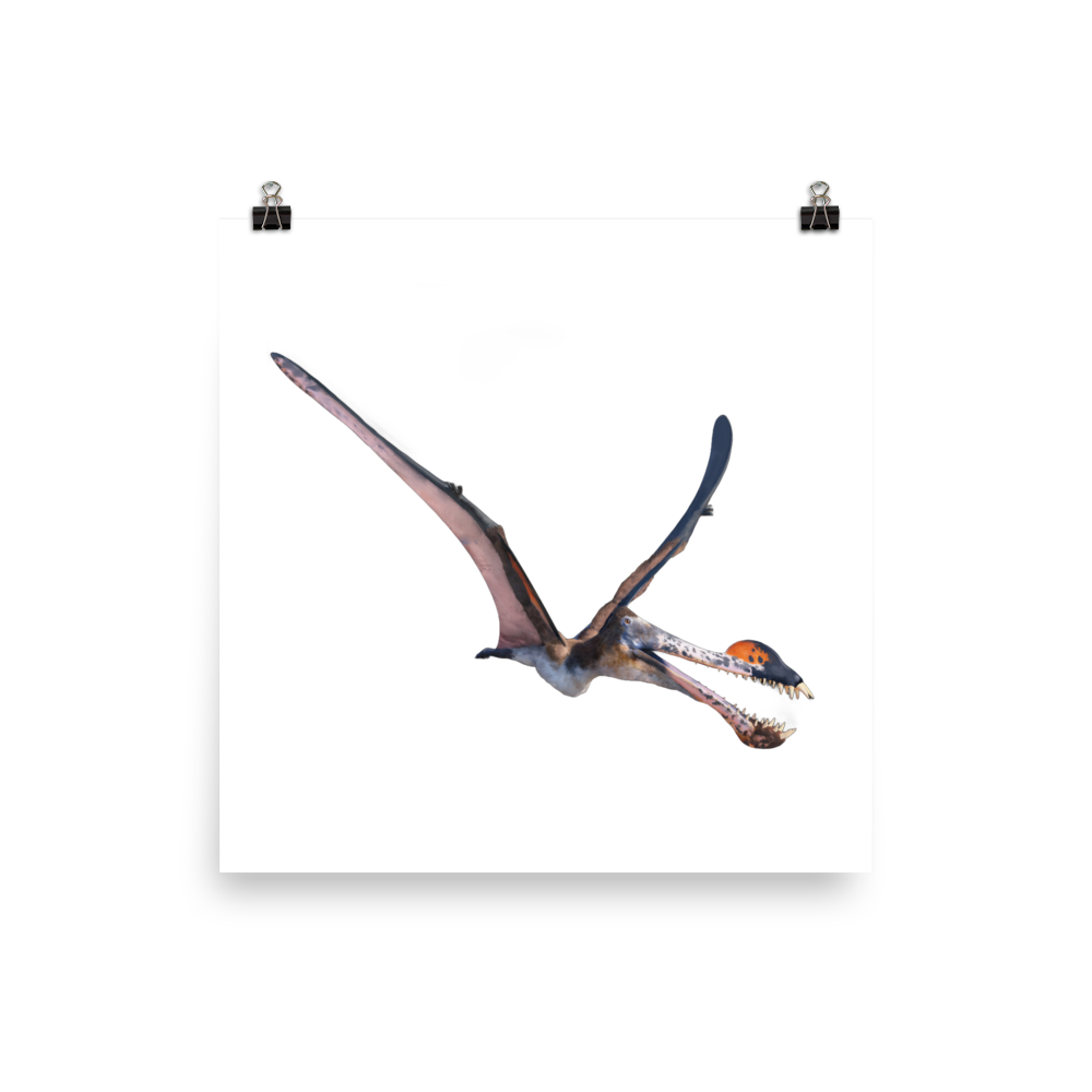 Amblydectes crassidens — Poster 12×12