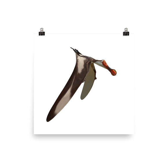 Nicorhynchus fluviferox poster