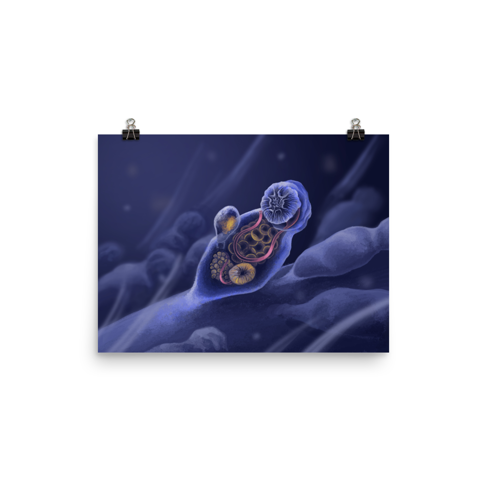 Symbion sp. — Poster 12×16