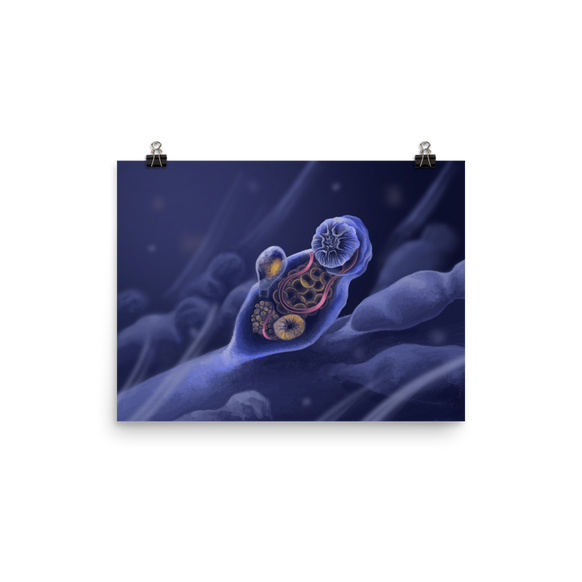 Symbion sp. poster