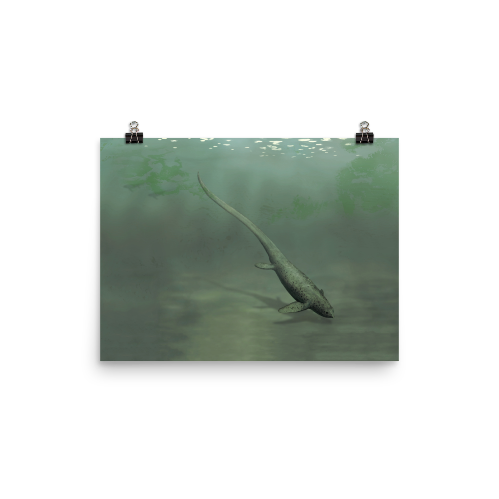 Sclerocormus parviceps — Poster 12×16