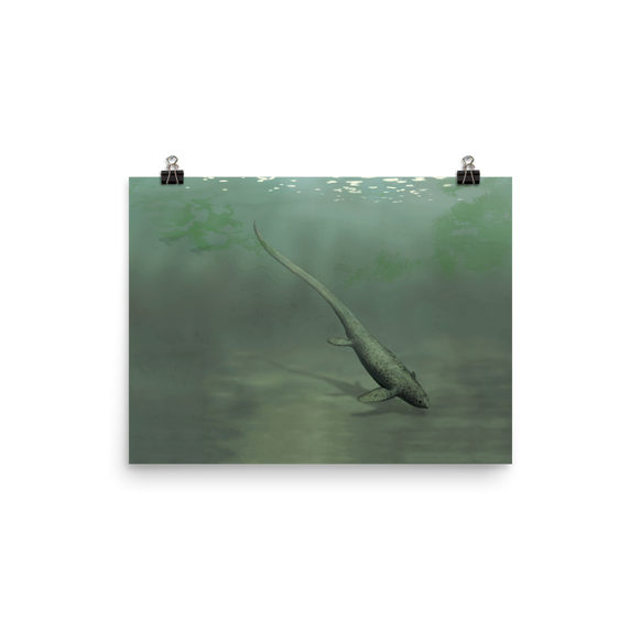 Sclerocormus parviceps — Poster 12×16