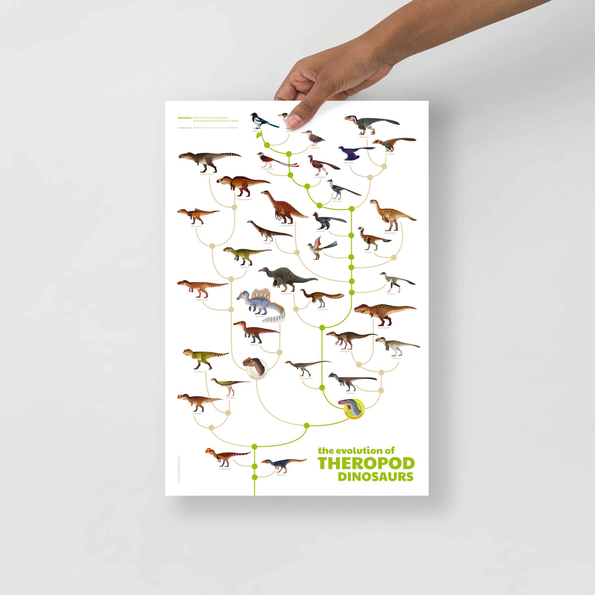 Evolution of Theropod Dinosaurs poster