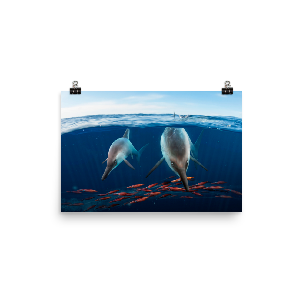 Ichthyosaurus somersetensis — Poster 12×18