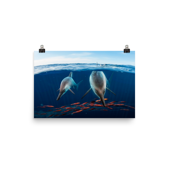 Ichthyosaurus somersetensis — Poster 12×18