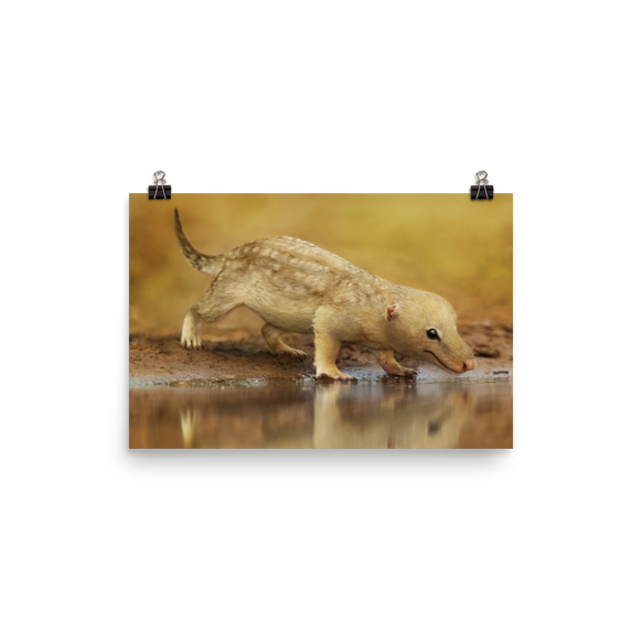 Bonacynodon schultzi poster
