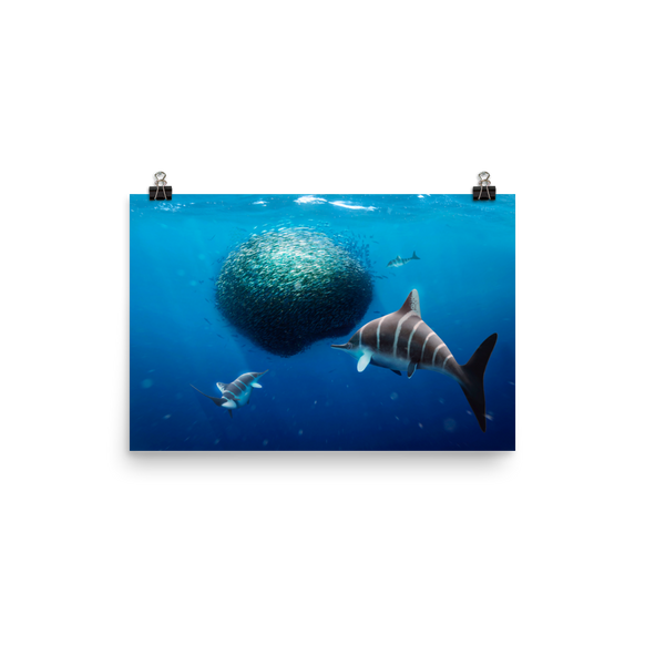 Ichthyosaurus larkini poster