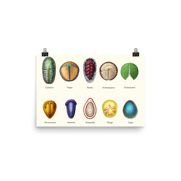 Vendobionts — Poster 12×18