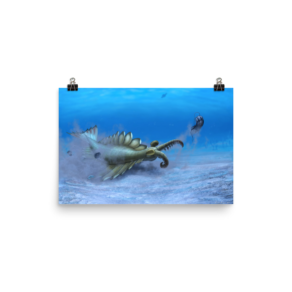 Anomalocaris sp. poster