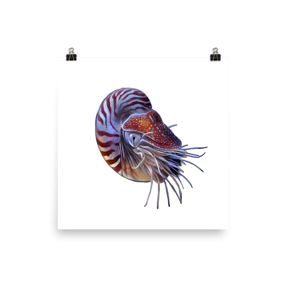 Nautilus pompilius — Poster 14×14