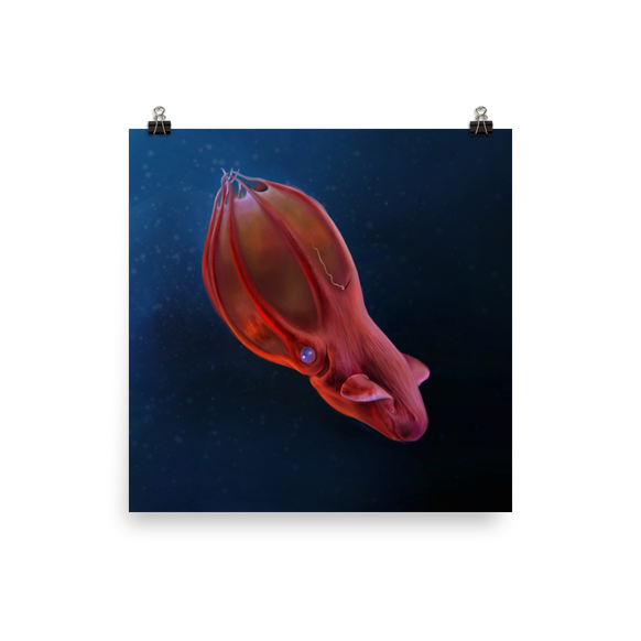 Vampyroteuthis infernalis — Poster 14×14