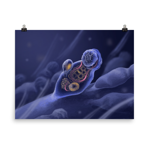 Symbion sp. — Poster 18×24