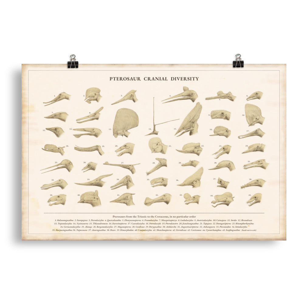 Pterosaur Cranial Diversity poster