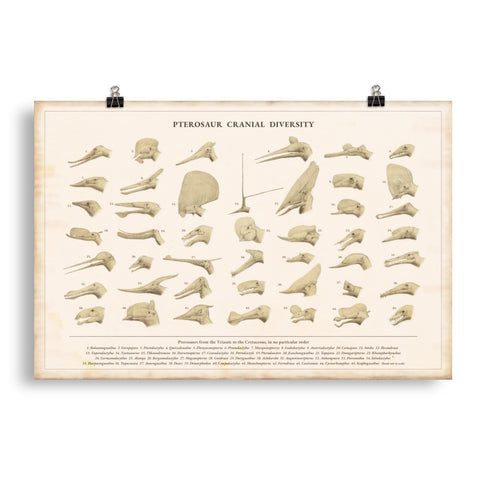 Pterosaur Cranial Diversity poster