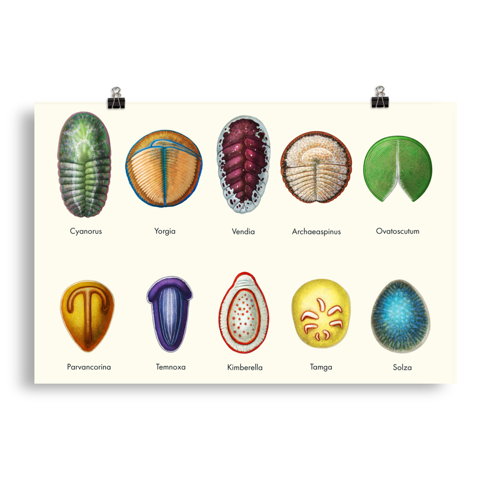 Vendobionts — Poster 20×30